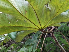 Cecropia peltata