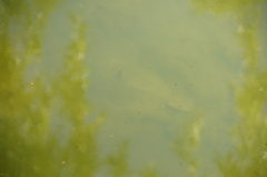 Rhombosolea retiaria