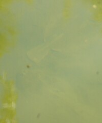 Rhombosolea retiaria