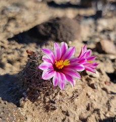 Mammillaria blossfeldiana