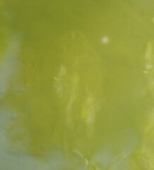 Rhombosolea retiaria