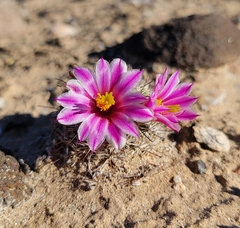 Mammillaria blossfeldiana