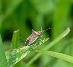 Diceraeus