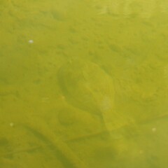 Rhombosolea retiaria