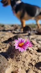 Mammillaria blossfeldiana