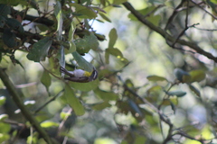 Oreothlypis superciliosa