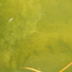 Rhombosolea retiaria