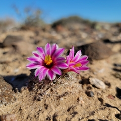 Mammillaria blossfeldiana