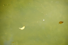 Rhombosolea retiaria