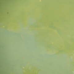 Rhombosolea retiaria