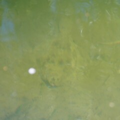 Rhombosolea retiaria