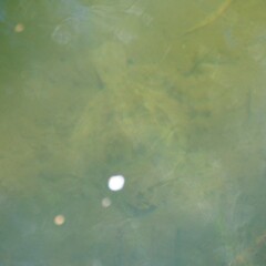 Rhombosolea retiaria