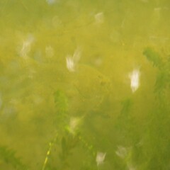 Rhombosolea retiaria