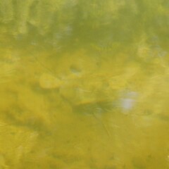 Rhombosolea retiaria