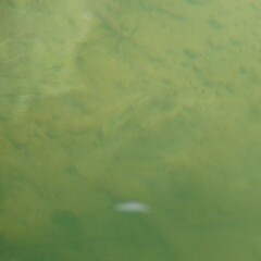 Rhombosolea retiaria