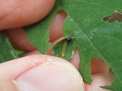 Eudaminae