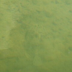 Rhombosolea retiaria