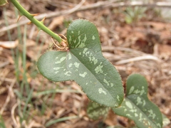 Smilax bona-nox