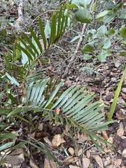 Zamia integrifolia