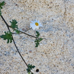 Perityle crassifolia