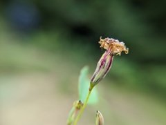 Porophyllum punctatum
