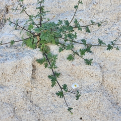 Perityle crassifolia