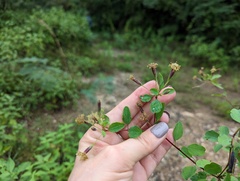 Porophyllum punctatum