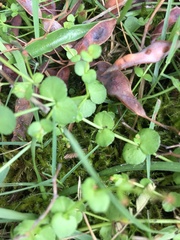 Gonocarpus micranthus