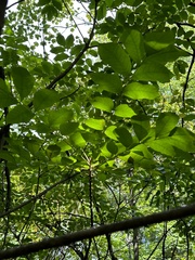 Toxicodendron vernix