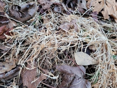 Microstegium vimineum