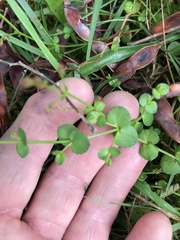 Gonocarpus micranthus