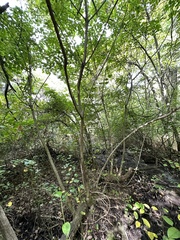 Toxicodendron vernix