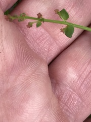 Gonocarpus micranthus