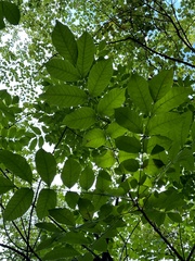 Toxicodendron vernix