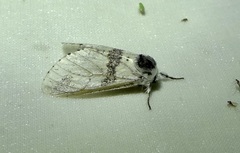 Furcula scolopendrina