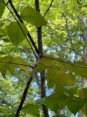 Toxicodendron vernix