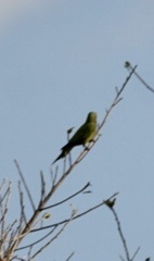 Eupsittula canicularis