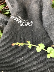 Gonocarpus micranthus