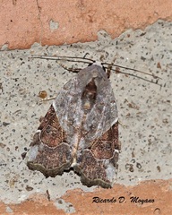 Gonodes liquida