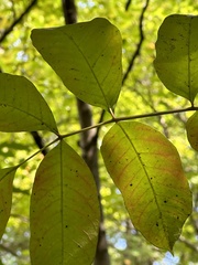 Toxicodendron vernix