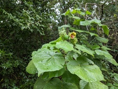 Malvaviscus arboreus