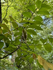 Toxicodendron vernix