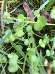 Gonocarpus micranthus