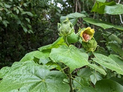 Malvaviscus arboreus