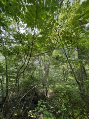 Toxicodendron vernix