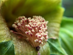 Malvaviscus arboreus