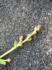 Gonocarpus micranthus