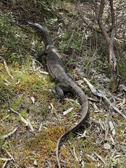 Varanus rosenbergi