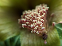 Malvaviscus arboreus