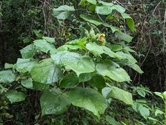 Malvaviscus arboreus